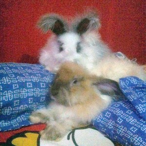 Lee ngambek gak mau ditaruh di kandang