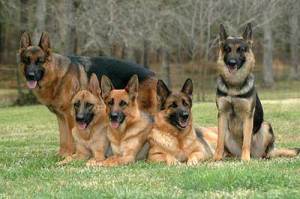 anjing_german-shepherd