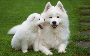 anjing_samoyed