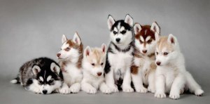 anjing_siberian-husky