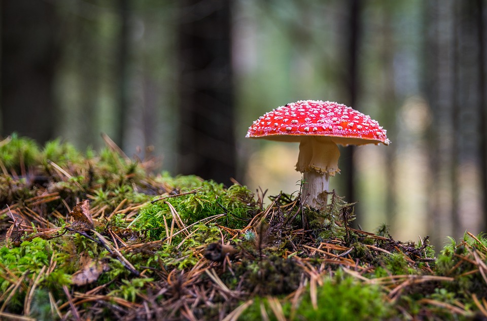 mushroom-3051519_960_720